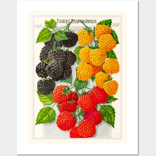 Finest Raspberries Ad Posters and Art